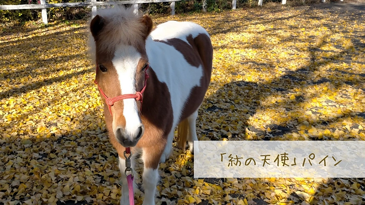 馬のための場所を守りたい。心身のケアが必要な馬達にも幸せな生涯を 8枚目