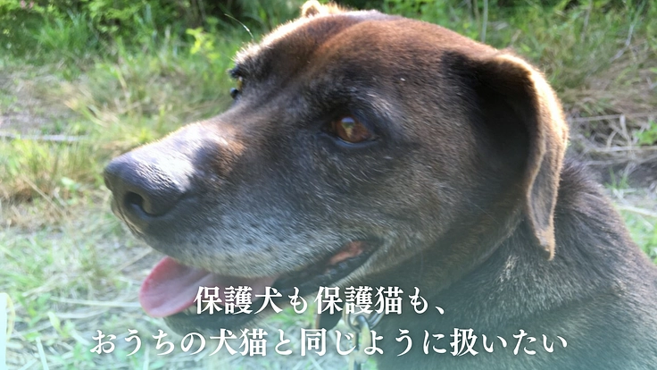 笑顔があふれるシェルターへ、犬猫の命をつなぐ保護施設を継続させたい 9枚目