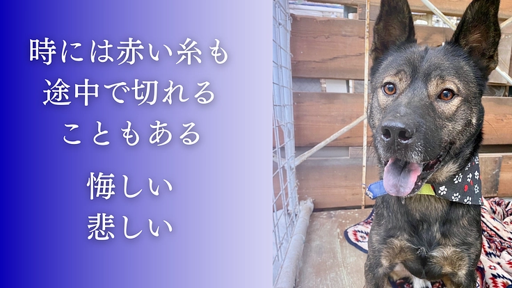 殺処分反対！周南の成犬を助けるため、第二のまあくんハウスを作りたい 4枚目