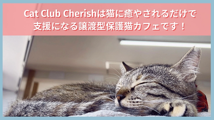 劣化した保護猫カフェをリ・デザイン！人と猫の共存を考える新たな場へ 2枚目