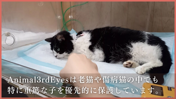 アニマルサードアイズ│生き場を失くした老猫や傷病猫にも幸せな生涯を 2枚目