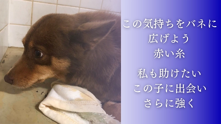 殺処分反対！周南の成犬を助けるため、第二のまあくんハウスを作りたい 5枚目