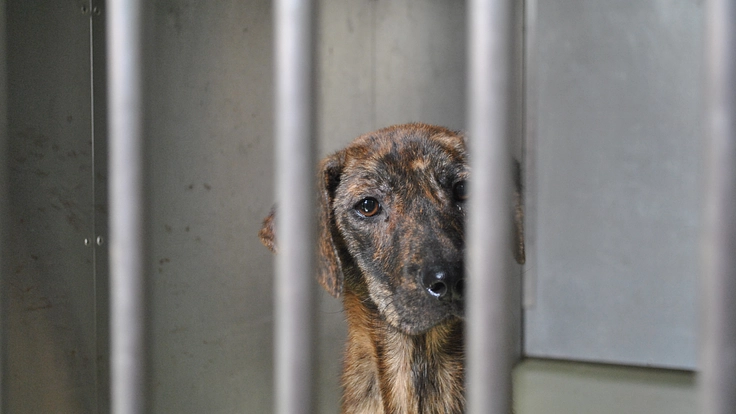 聞こえる犬猫達のSOS。一刻を争う保護ハウス開設にご支援を 9枚目