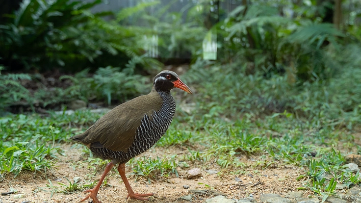 世界自然遺産やんばるの豊かな自然を後世に残していくため、ご支援を！ 3枚目