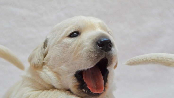 日本ライトハウス盲導犬訓練所|社会で支え合う盲導犬育成を目指して! 2枚目