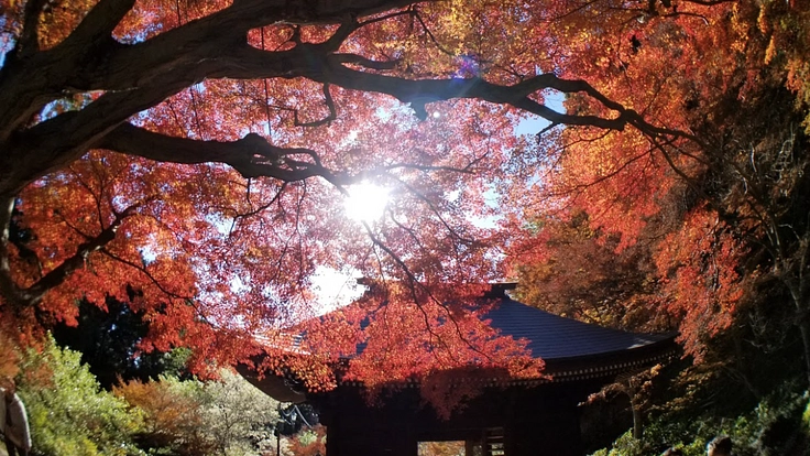 愛知 普門寺｜国重要文化財 仏像を守る「仏像館」改修工事にご支援を 3枚目