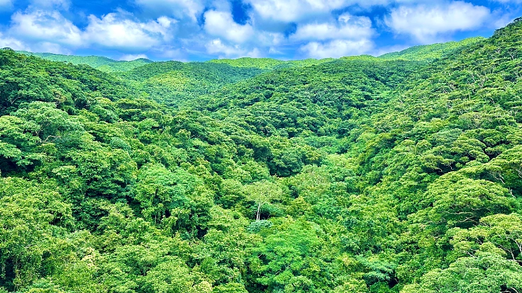 世界自然遺産やんばるの豊かな自然を後世に残していくため、ご支援を！ 5枚目