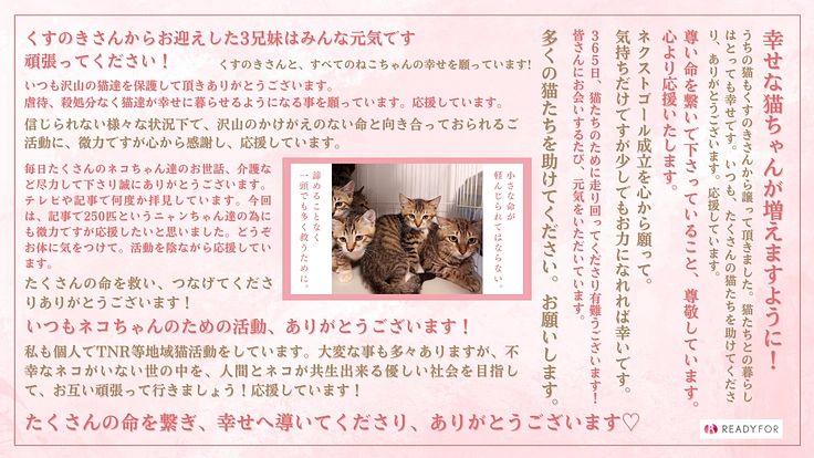 どんな命にも、幸せになる権利がある。猫の命を守る活動継続にご支援を 2枚目