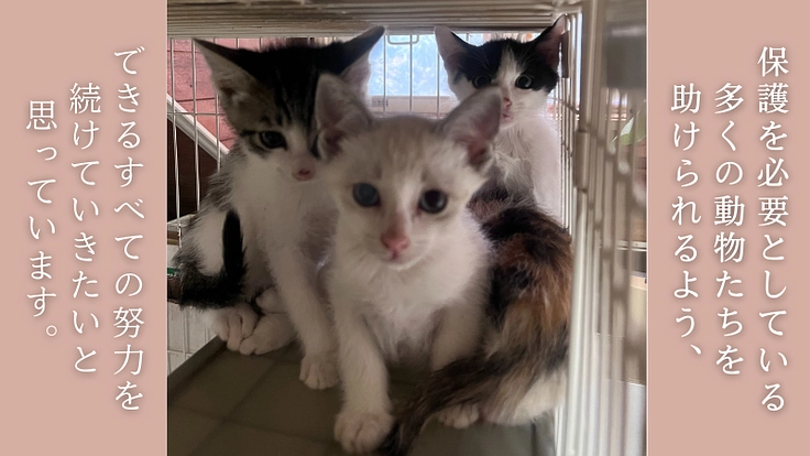 厳しい環境を生きた犬猫たちが暮らすお家。シェルター建設にご支援を! 9枚目