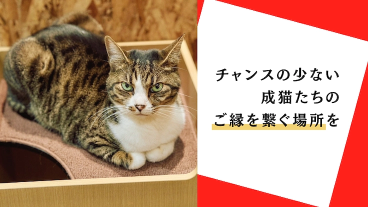 【存続に力を…！】チャンスが少ない成猫たちの保護猫カフェの再挑戦 2枚目