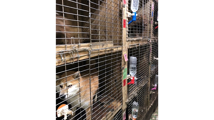 殺処分をなくし大切な命を救う為のシェルター建設にご協力ください！ 5枚目