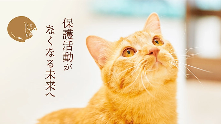 ラーメンの力で猫を助ける「保護猫ラーメンカフェ」を作ります！ 2枚目