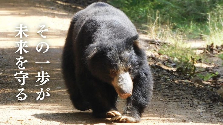第3弾！世界のクマ研究最前線　地球の未来をクマの生態から読み解く 3枚目