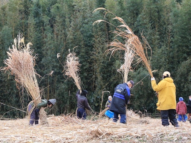 画像|Title 茅苅り / Location 藤井家の茅場 / Date 2022.01.23/ Photo by 藤井浩一