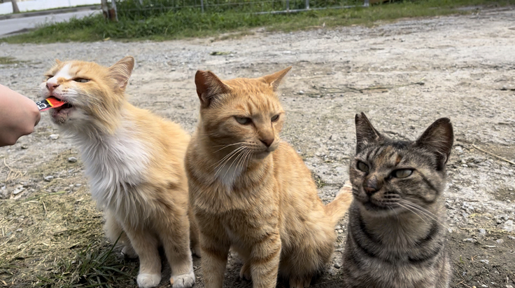 向かって左から、ぼさの友達、ぼさの息子、ぼさの奥さん
