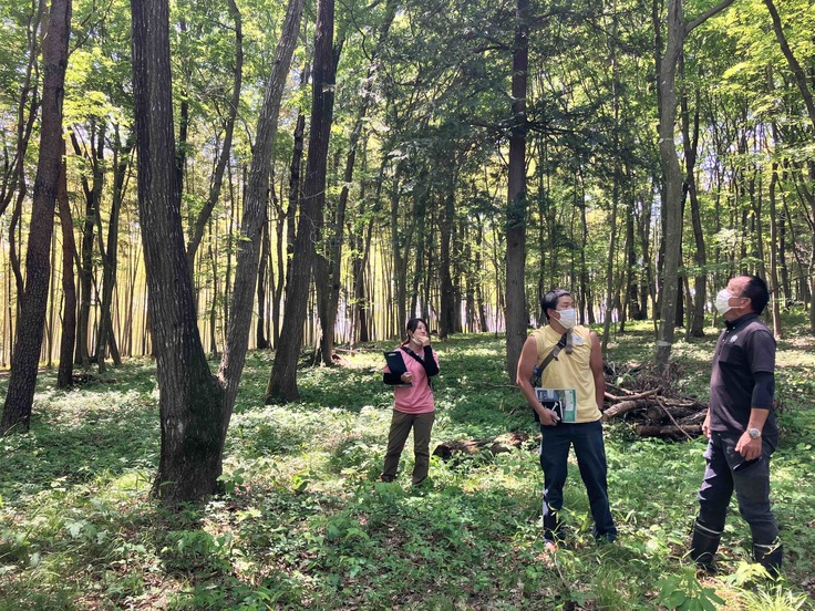 ツリークライミングの木を剪定しています。