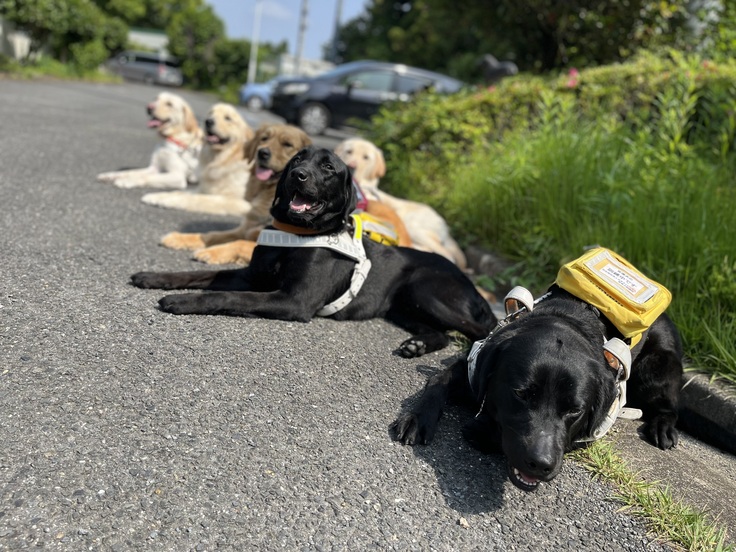 盲導犬の訓練犬が横並びに伏せている写真