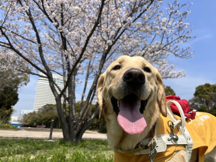 盲導犬と青空