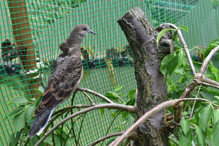↑屋外大型バードケージに移した直後 (傷口の確認をした為、羽が上がっています)