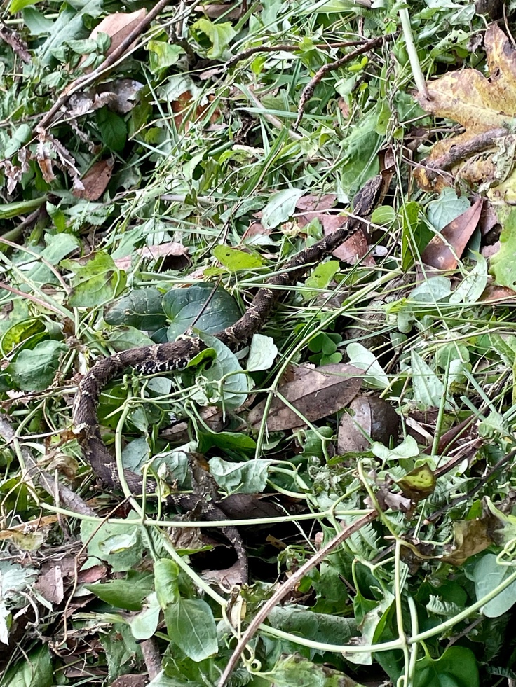 草刈り後の斜面に現れたマムちゃん