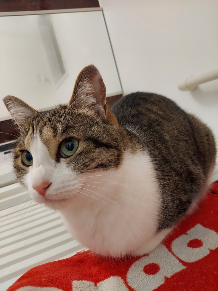 風呂場での『らんま』 、暑くないの?💦