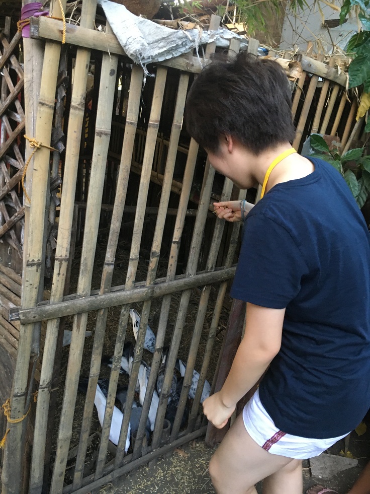 鶏と対峙するうたがわ