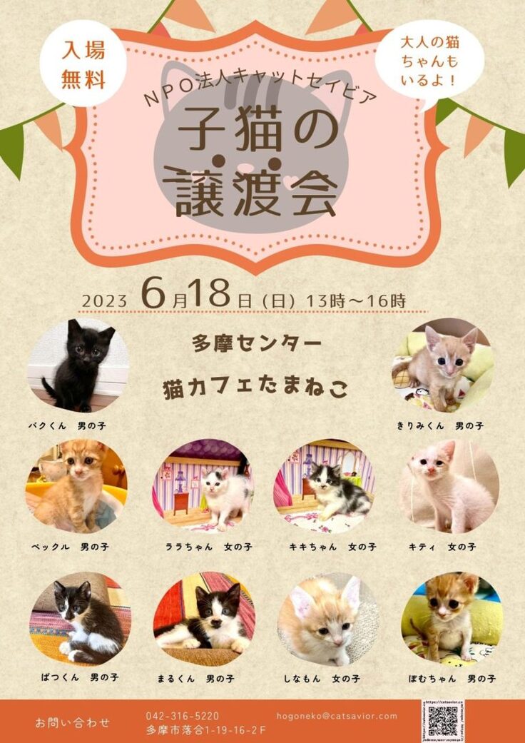 写真はたまねこのもの