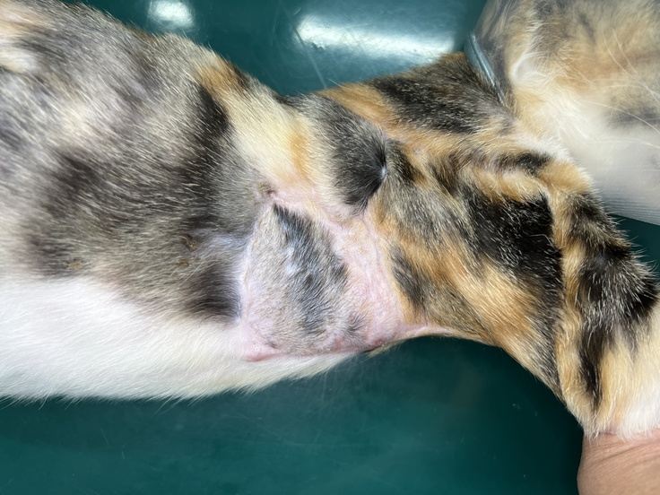 移植した皮膚に毛が生えて完治です！