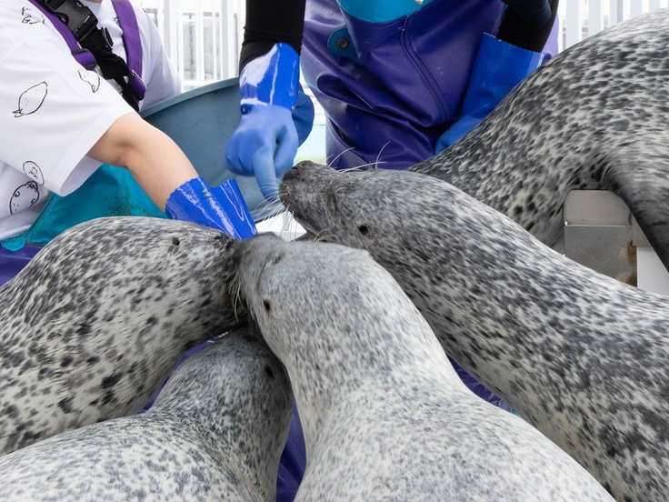 アザラシに囲まれる体験