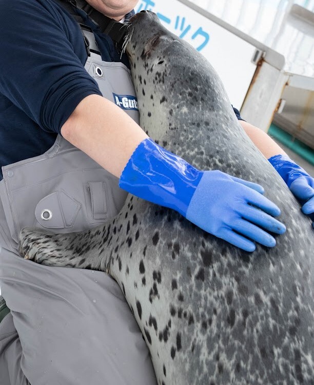 アザラシの抱っこ体験