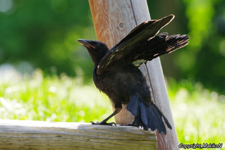 batch_IMGP82640611 (90).jpg