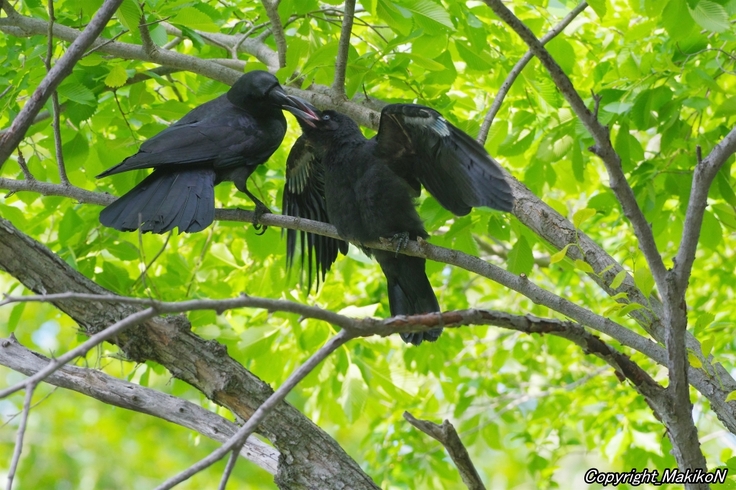 batch_IMGP77630608 (645).jpg