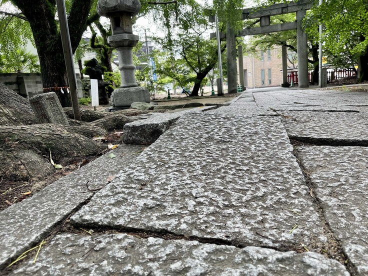 木の成長で盛り上がった石畳