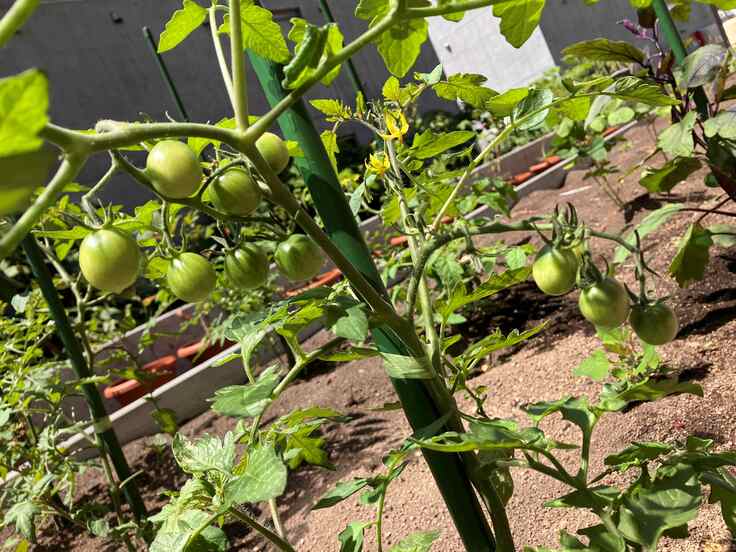 みどりの里トマト苗