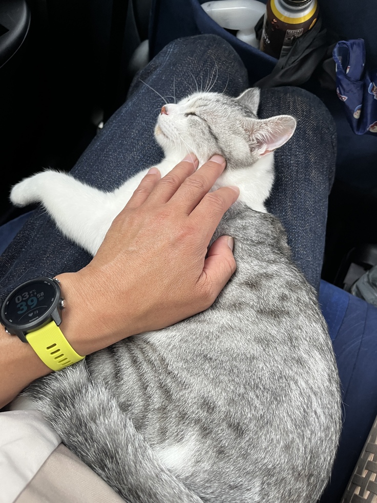 病院帰りでお疲れのはる🐈