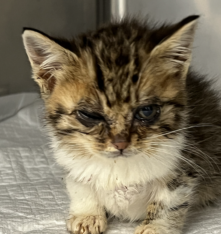 スクリーンショット 2023-07-10 9.59.44.png