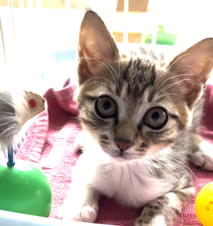 スクリーンショット 2023-07-10 9.59.15.png