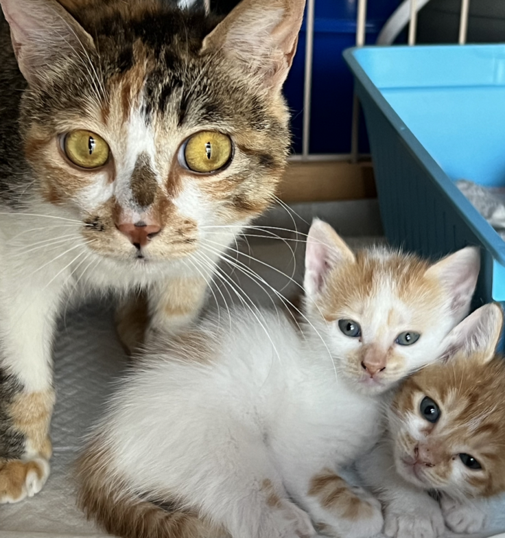 スクリーンショット 2023-07-10 9.59.58.png