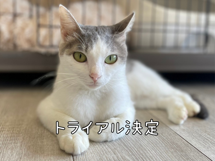 トライアル決定.png