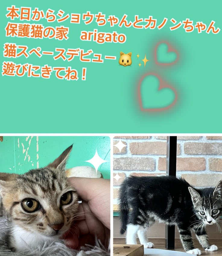 スクリーンショット 2023-07-13 14.56.38.png