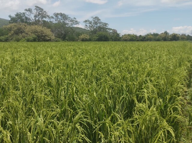 現地農場の写真