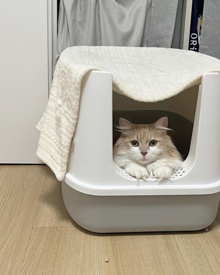 体調を崩してトイレから出てこなくなったシェリー