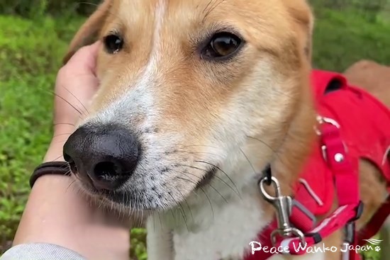 撫でてもらって嬉しそうな「くらのすけ」