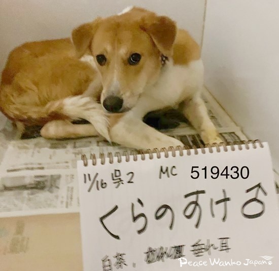 2021年11月16日にピースワンコに保護されて「くらのすけ」という名前を付けてもらいました。