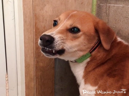 人が怖くて歯を剥いて威嚇する「くらのすけ」