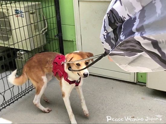 お散歩練習を始めたばかりの頃、緊張と恐怖で後ずさりする「くらのすけ」