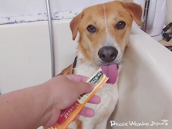 人にも環境にも慣れた「くらのすけ」は、人がいる場所でも落ち着いてオヤツを食べられるようになりました。