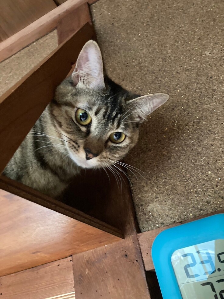 （去勢手術をうけた子の近況写真です）