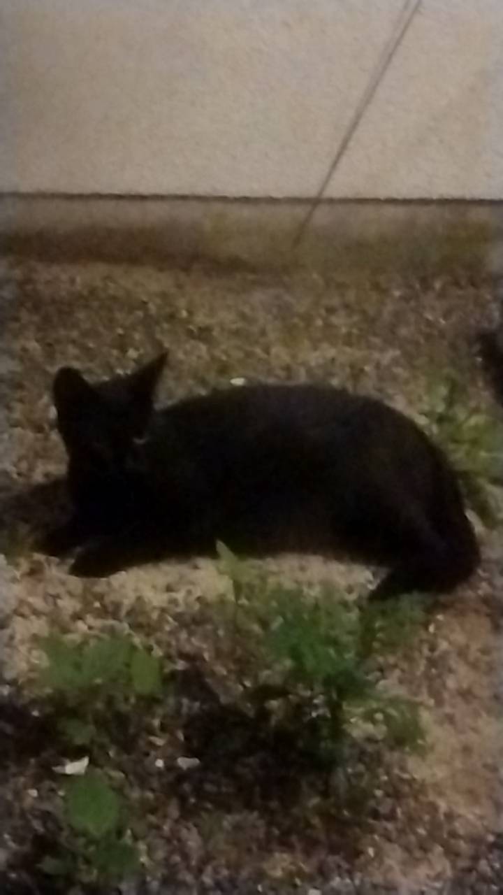 （保護予定の妊婦猫）