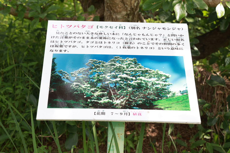 IMG_9501花看板（ヒトツバタゴ）トンボ王国多目的広場 縮小.JPG